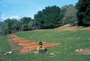 
Sonoma County, Calif. The garden and orchard take shape.
